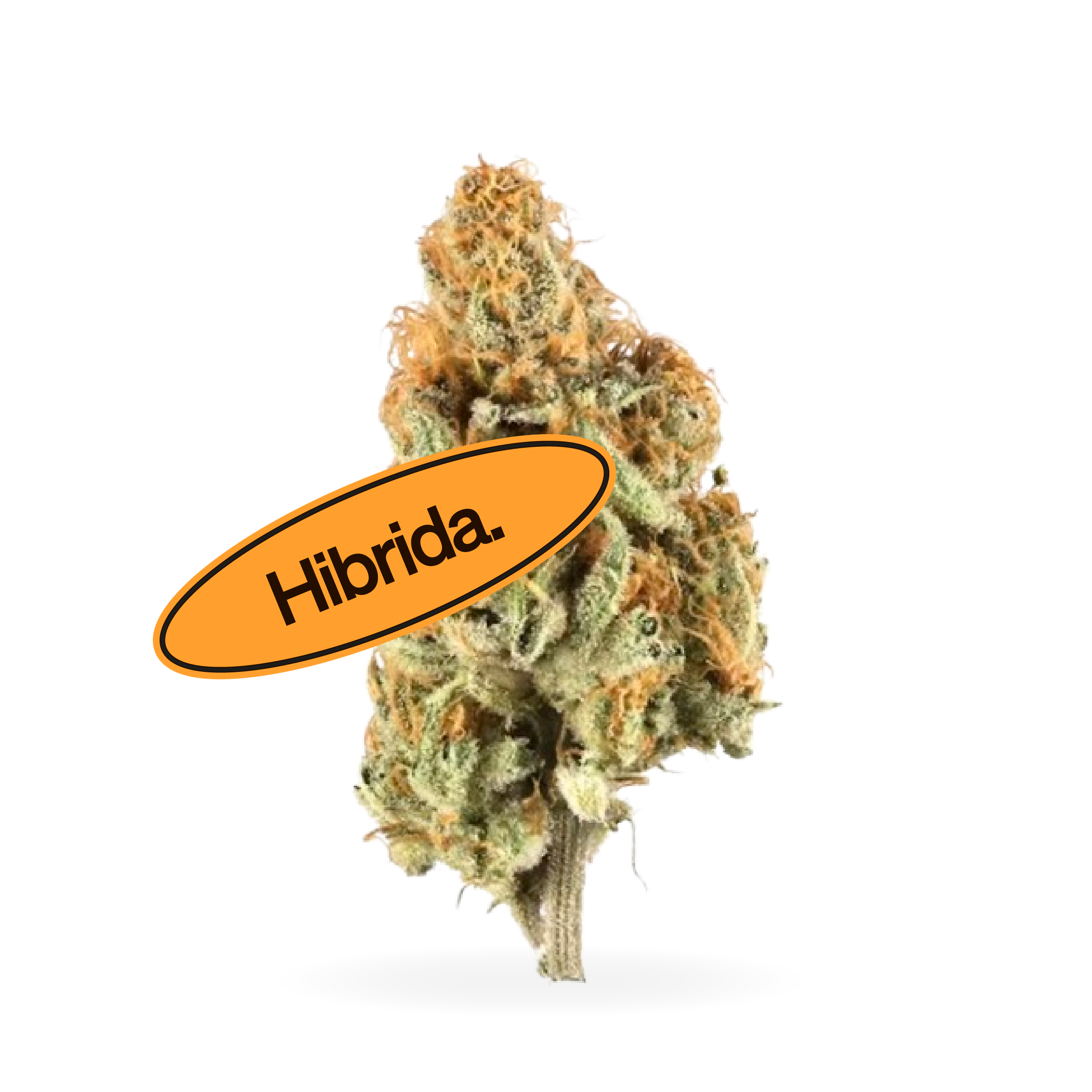 Banana Cream