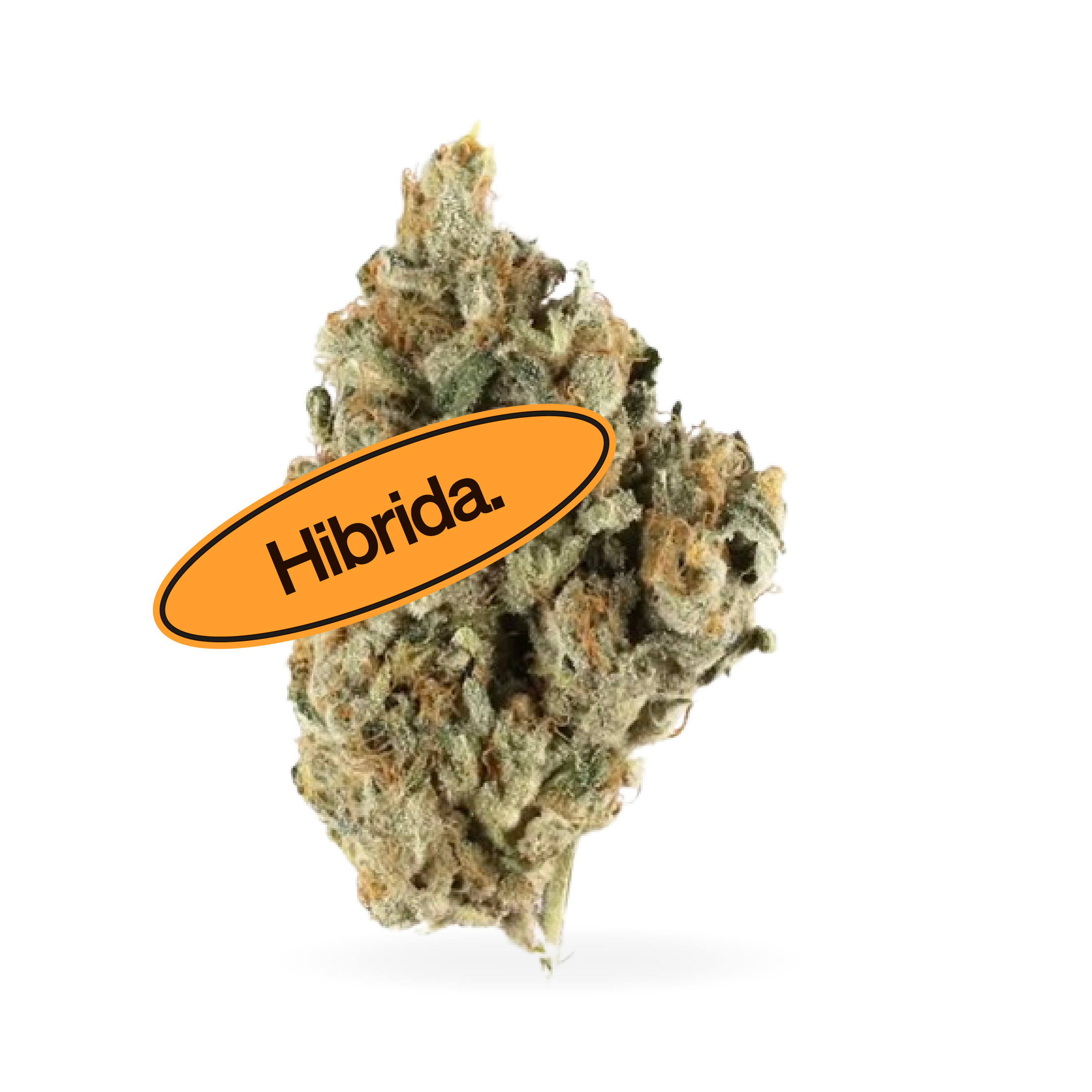 Blackberry Kush